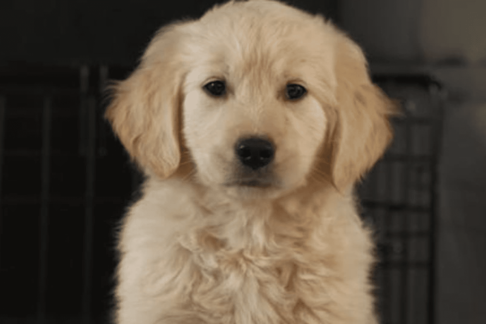 A fluffy golden retriever puppy sits indoors, looking directly at the camera with its ears perked up. The background is subtly blurred and dark, much like a focus in content marketing, highlighting the puppy's soft fur and gentle expression.